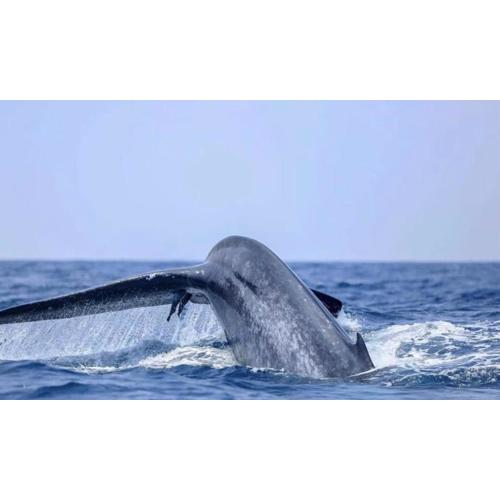 Trinco RKR Adventure Sea Tours