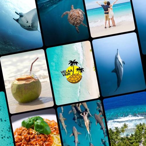 Turtle Hive - Velaa Vani