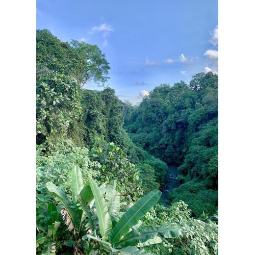 Ubud Jungle River