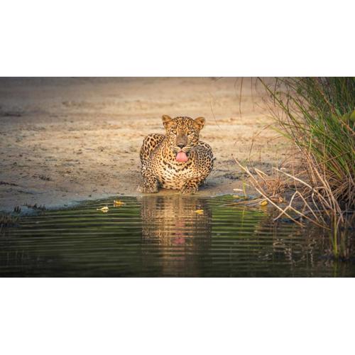 V Cabanas Yala Safari Place