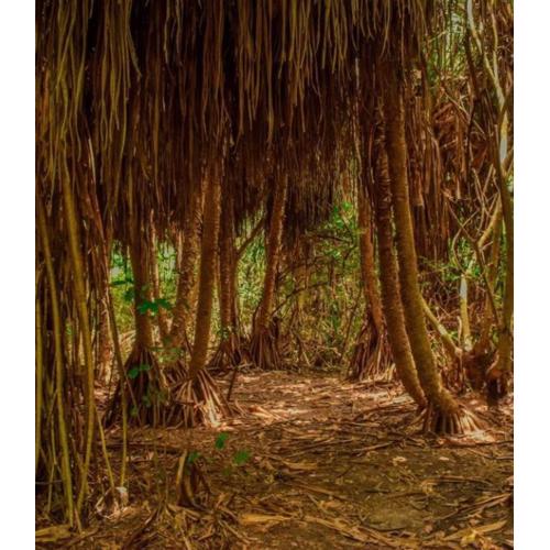 Vikindu forest campsite