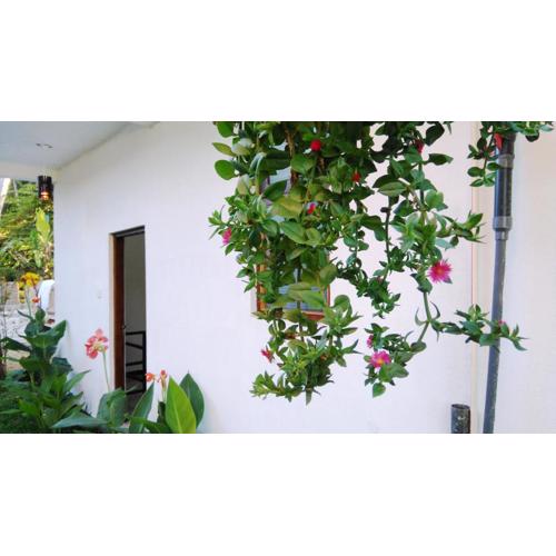 Villa Paddy Fields View