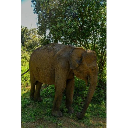 Wild Heaven Udawalawe