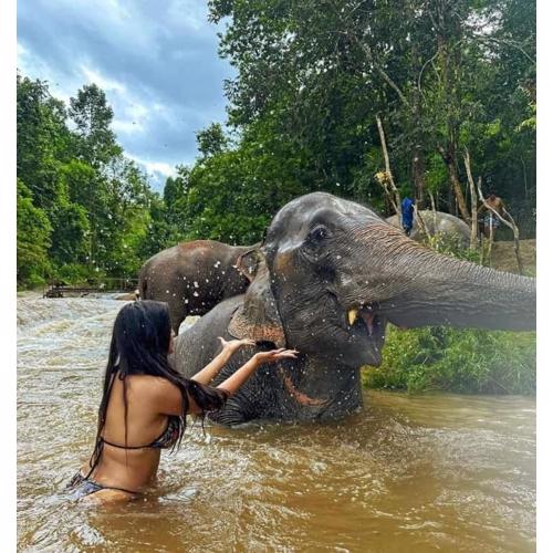wild park safari home stay
