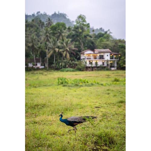 Wildlife Kingdom - Deniyaya Sinharaja