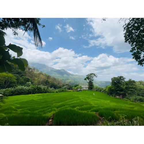 Wow Field Homestay