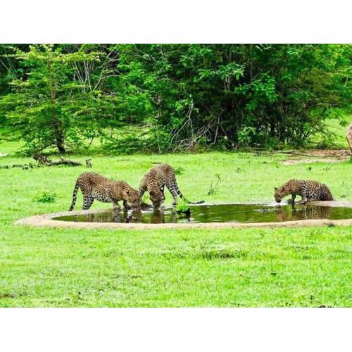 Yala Leopard Mobile Camp