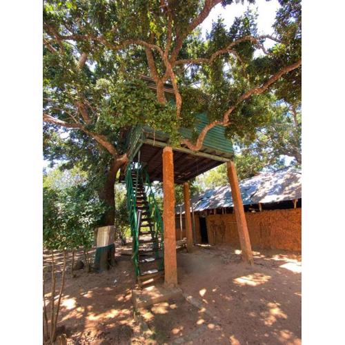 Yala Wild Tree House